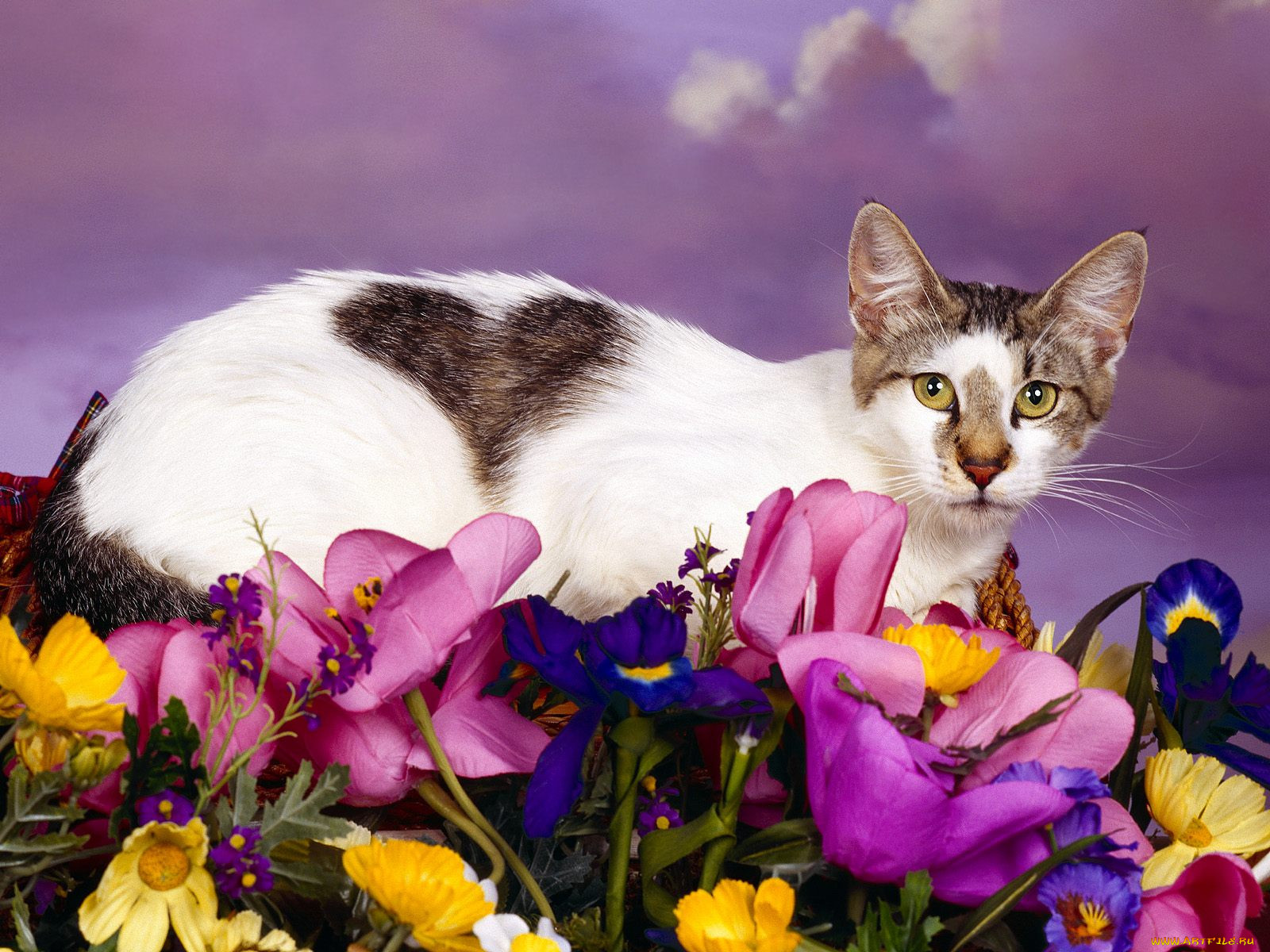 love, cat, , 